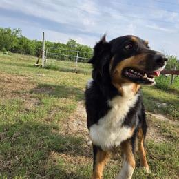 Millie - Australian Shepherd