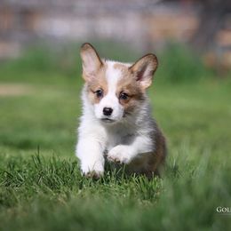 Pembroke Welsh Corgi Puppies from Golden Rose Corgis