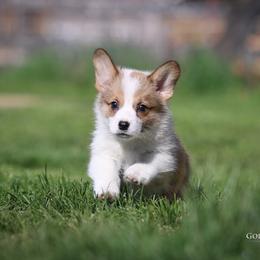 Pembroke Welsh Corgi Puppies from Golden Rose Corgis