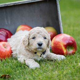 Goldendoodle Puppies from Ellie's Goldendoodles