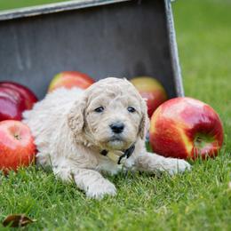 Goldendoodle Puppies from Ellie's Goldendoodles
