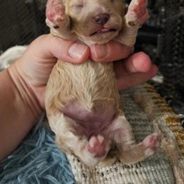 Poodle Puppies from Pawsitively Perfect Poodles