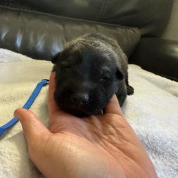 Boy 5 - Sable male German Shepherd puppy in Denver, Colorado from Morales Kennels