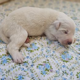 Boy 5 - White male Great Pyrenees puppy in Tombstone, Arizona from WeVolution Off-Grid
