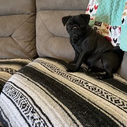 Pembroke Welsh Corgi and Pug Puppies from Blecker Kennel