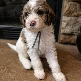 Light blue collar - Parti male Goldendoodle puppy in Sanderson, Florida from Serenity Goldendoodles