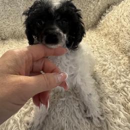 Lance - Parti male Poodle puppy in Pueblo West, Colorado from Little Paws Poodles