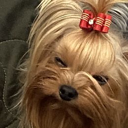 French Bulldogs and Yorkshire Terriers from Diamond Doll Yorkies