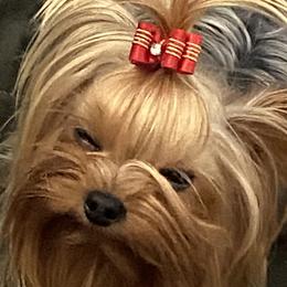 French Bulldogs and Yorkshire Terriers from Diamond Doll Yorkies