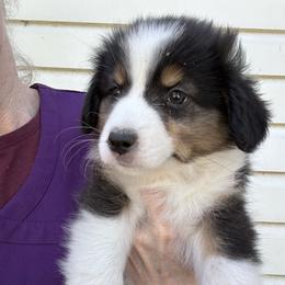 Cayenne - Black tri female Miniature American Shepherd puppy in Greenboro, North Carolina from Rustlingrass Miniature American Shepherds