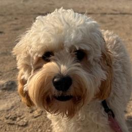 Cavapoos and Cockapoos from Lake Michigan Couture Cavapoos & Cockapoos