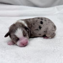 Diamond - Blue merle female Toy Australian Shepherd puppy in Bly, Oregon from Apacheblus Toy Aussies