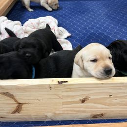 Labrador Retriever Puppies from Butlertown Labs