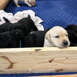 Labrador Retriever Puppies from Butlertown Labs