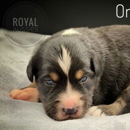 Onyx - Black tri-color male Australian Shepherd puppy in Petersburg, Indiana from Royal Aussie’s