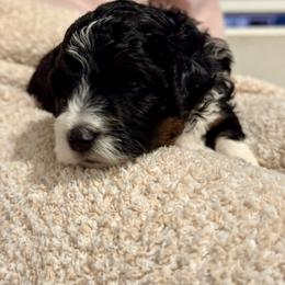Marley - Tri-color male Bernedoodle puppy in Auburndale, Florida from Florida Mini Bernedoodles