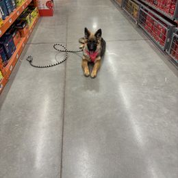 German Shepherd Puppies from Fancy GSDs