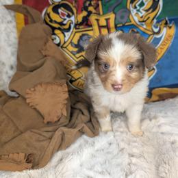 Ron - Red merle male Miniature Australian Shepherd puppy in Bend, Oregon from Wonderland Aussies