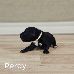 Perdy - Black male Goldendoodle puppy in Guthrie, Oklahoma from Edmond Doodles, LLC