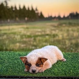 Yellow collar - Red speckled male Australian Cattle Dog puppy in Spokane, Washington from 4D Cattle Dogs