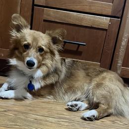 Pembroke Welsh Corgi All Grown Up from Potato Patch