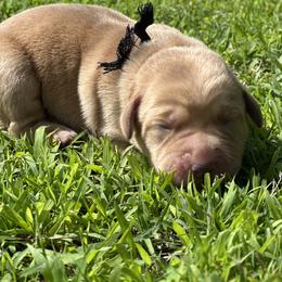 Obi (Black Collar) - Yellow male Dilute Retriever puppy in Little Rock, Arkansas from Charcoal And Silver Labs
