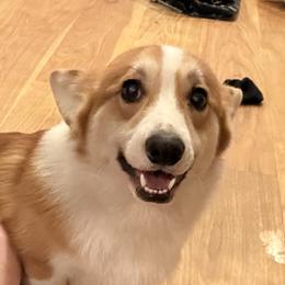 Bolt - Pembroke Welsh Corgi