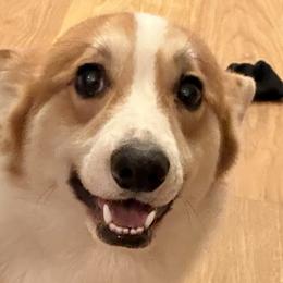 Bolt - Pembroke Welsh Corgi