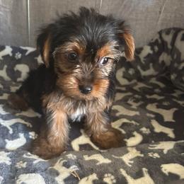 Dino - Chocolate, tan and white male Yorkshire Terrier puppy in Jacksonville, Florida from Lake Shore Yorkies