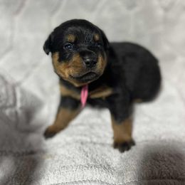 Girl 2 - Black and mahogany female Rottweiler puppy in Buskirk, New York from Misjef Rottweilers