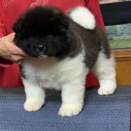 Lilly (long coated) - Black female Akita puppy in Newberry, Michigan from Day Dream Akita & Shiba Inu