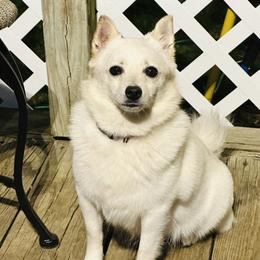 Sugar - Schipperke