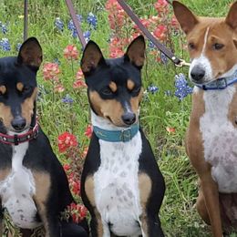 Basenjis from Denise Vertrees