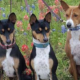 Basenjis from Denise Vertrees