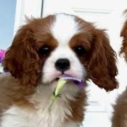 Boy 2 - Blenheim Cavalier King Charles Spaniel puppy in Mt. Ulla, North Carolina from Divine Cavaliers