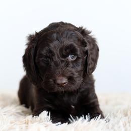 Yellow - Chocolate male Australian Labradoodle puppy in Williamstown, New York from Lewis Manor Labradoodles