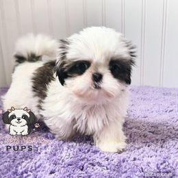 Cira - Sable and white female Shih Tzu puppy in Walkertown, North Carolina from Lil’ Bit’s Shih Tzu