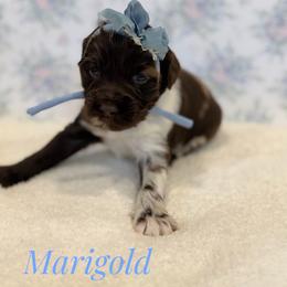 Marigold - Merle female Goldendoodle puppy in Dallas County, Texas from Dream A Little Doodle
