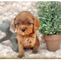 Aussiedoodle and Cavalier King Charles Spaniel Puppies from Shelby Paws