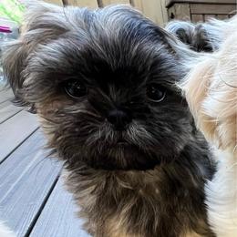 Boy 3 - Brindle male Shih Tzu puppy in Silver Spring, Maryland from Saraya’s Shih Tzus