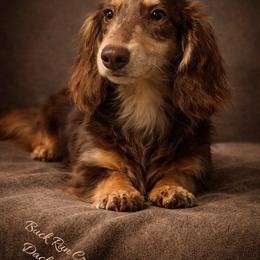 Lottie - Dachshund
