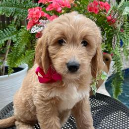 Hydrangea - Cream female Goldendoodle puppy in The Woodlands, Texas from Gracie's Goldendoodles and Bernedoodles
