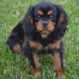 Tracee - Black and tan female Cavalier King Charles Spaniel puppy in San Jose, California from Alpine Meadows Cavaliers