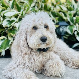 Winston - Goldendoodle