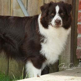 Jonah - Australian Shepherd puppy from Grace Oaks Aussies