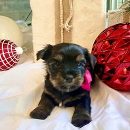 Yorkshire Terrier Puppies from Yorkie Fever