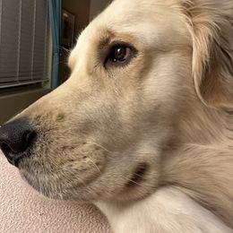 Reilly - Golden Retriever