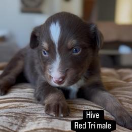 Hive - Red tri male Miniature Australian Shepherd puppy in Cave Creek, Arizona from Arizona Aussies