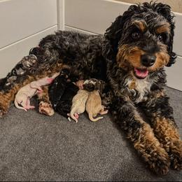 Cami - Bernedoodle
