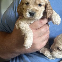 Toby (gray) - Buff male Cocker Spaniel puppy in Tappahannock, Virginia from Maplefox’s Cocker Spaniels